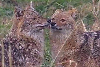 jackals.jpeg
