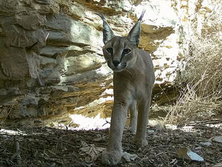 New paper published about Caracals in Israel