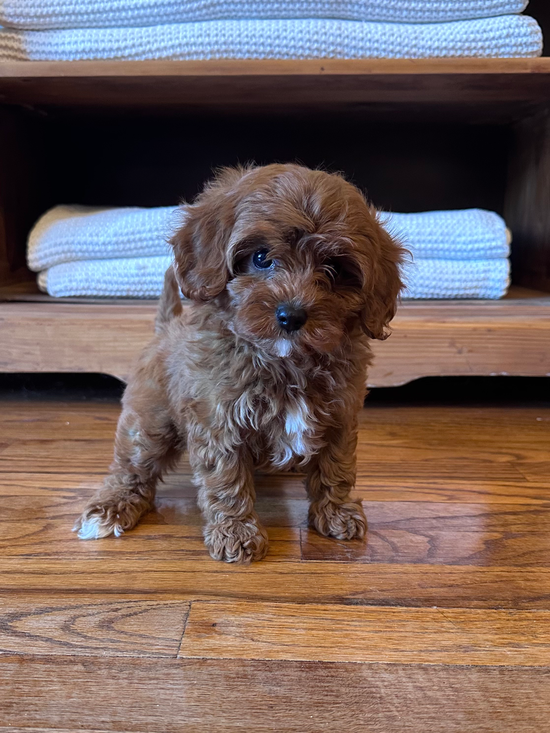 Cavapoo 3937