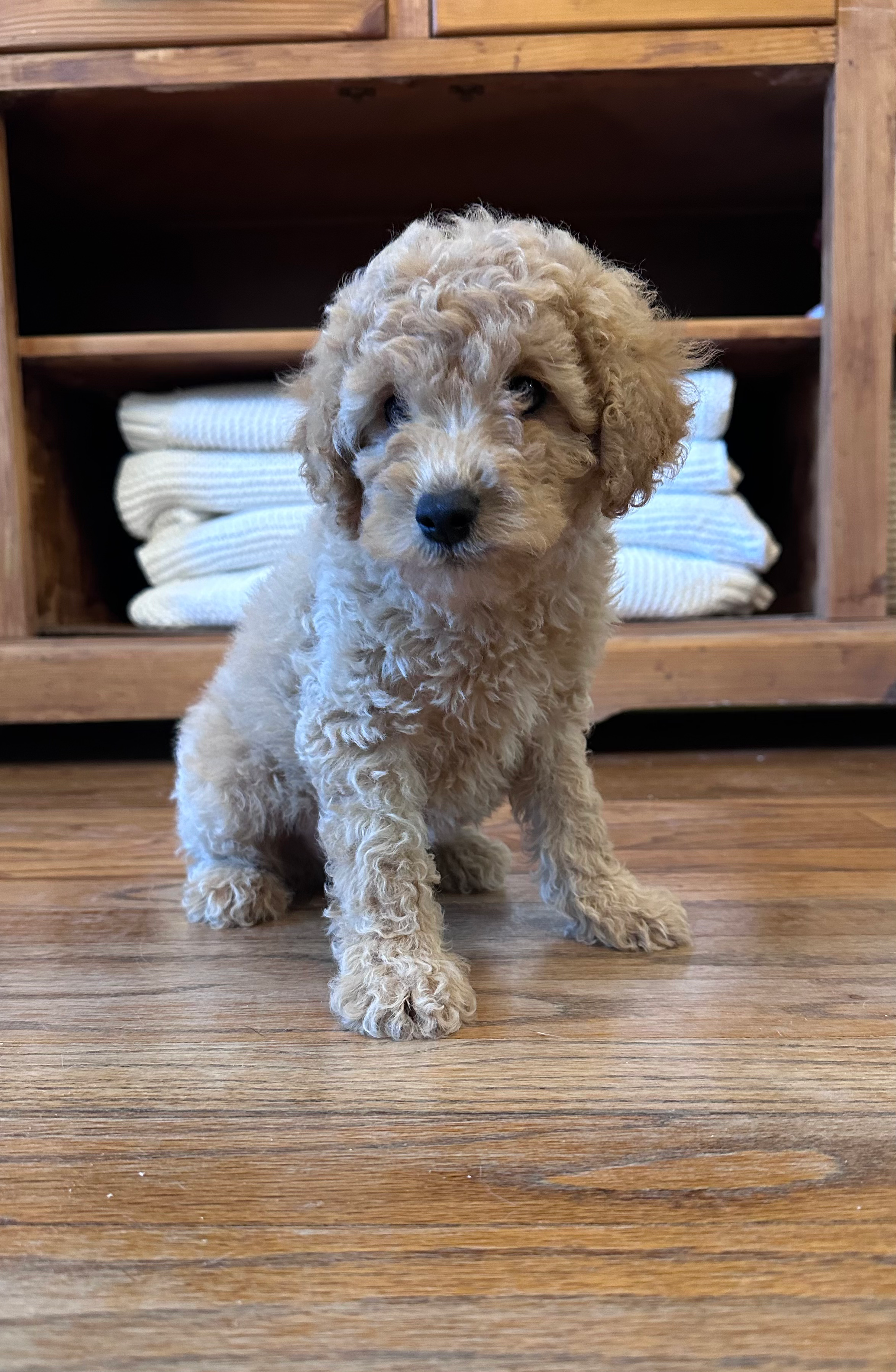 Cavapoo 4986
