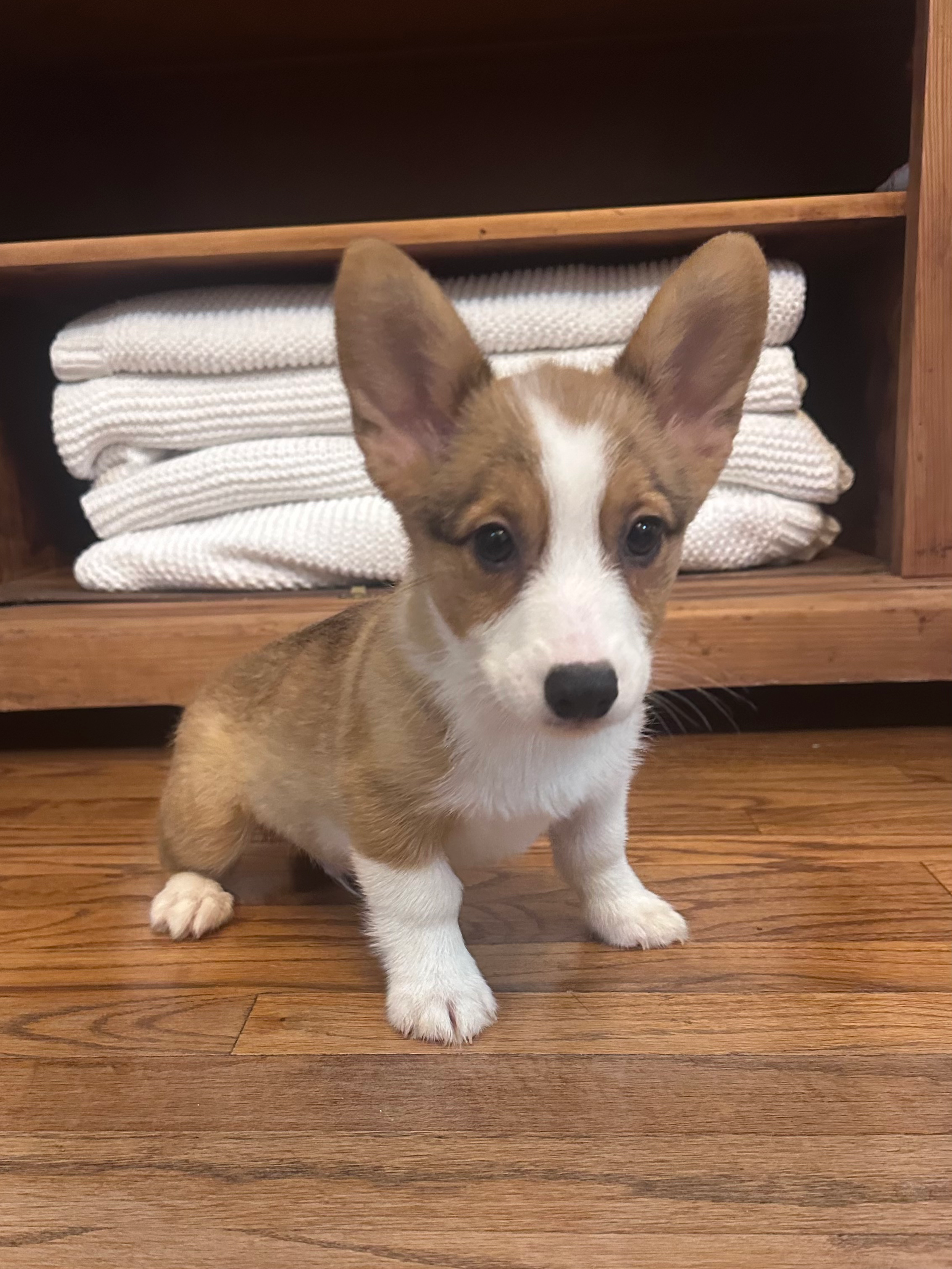 Pembroke Welsh Corgi 4787