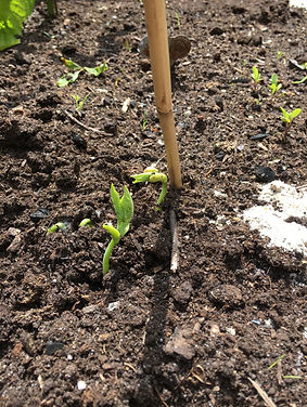 Seeds starting to germinate