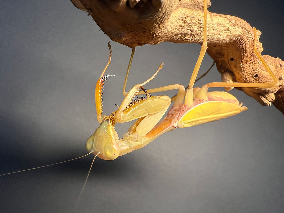 Thumbnail: Giant Asian Golden Arm Mantis Kit: Mantis + Feeder + Habitat