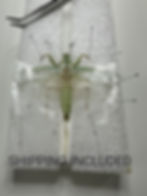 Thumbnail: Service: Mantis Pinning