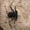 Thumbnail: Tailless Whip Scorpion (Phrynus whitei)