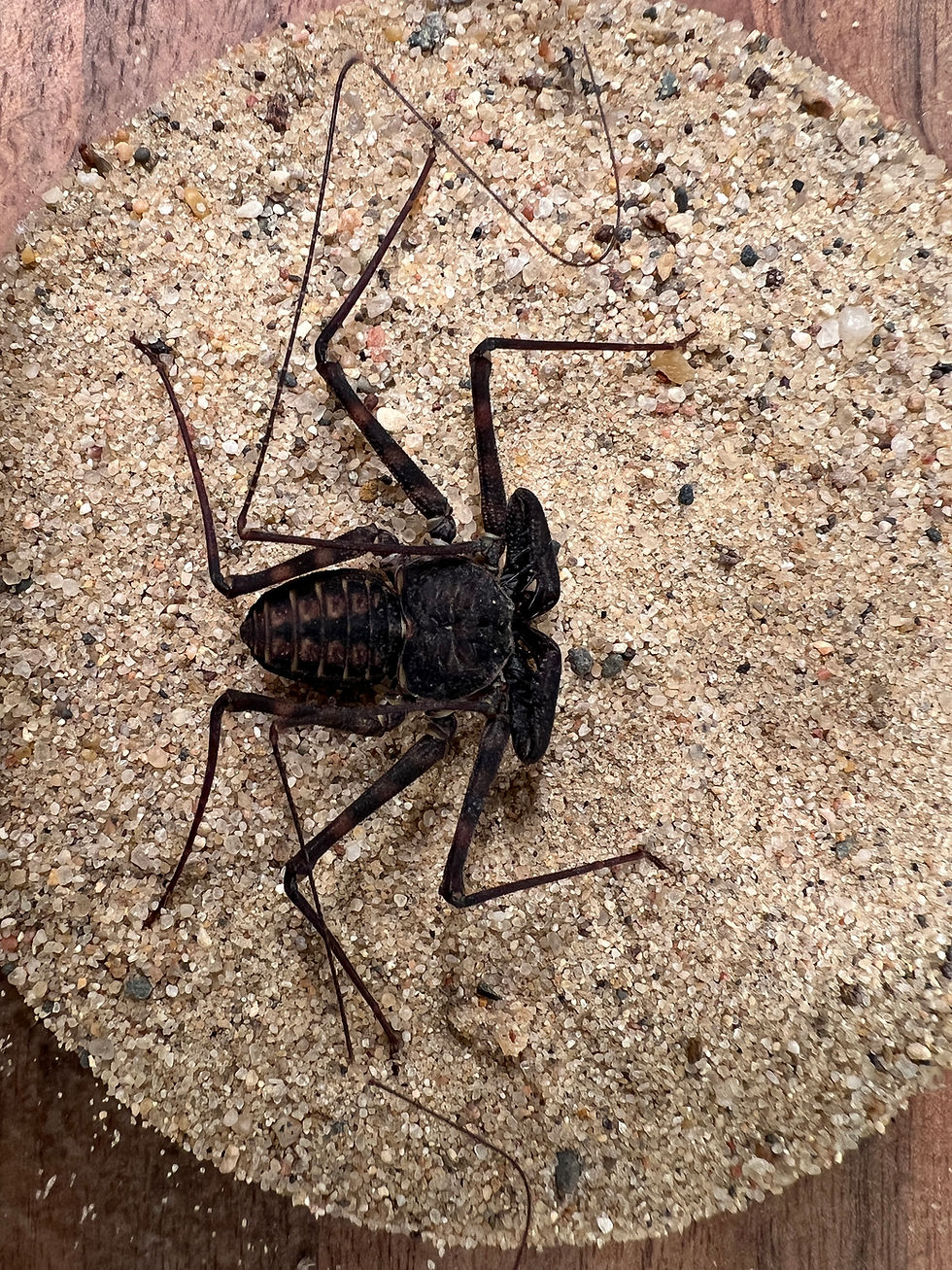 Thumbnail: Florida Tailless Whip Scorpion - (Juvenile)