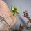 Thumbnail: Giant Australian Rainforest Mantis (H. majuscula)