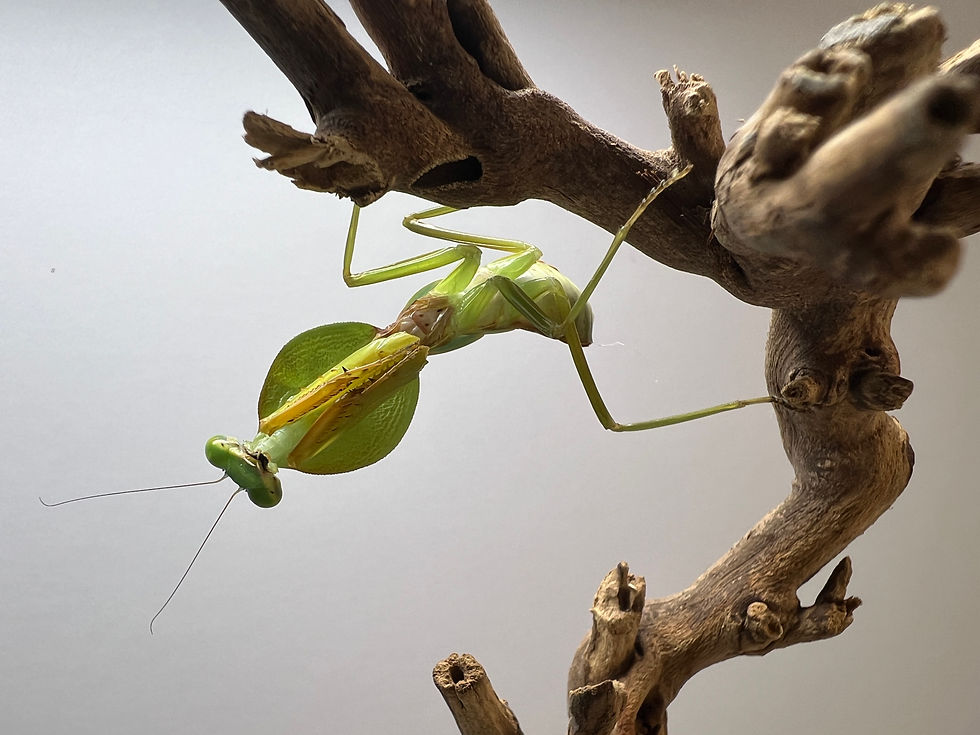 Thumbnail: Indonesian Shield Mantis (Rhombodera Stalli) 