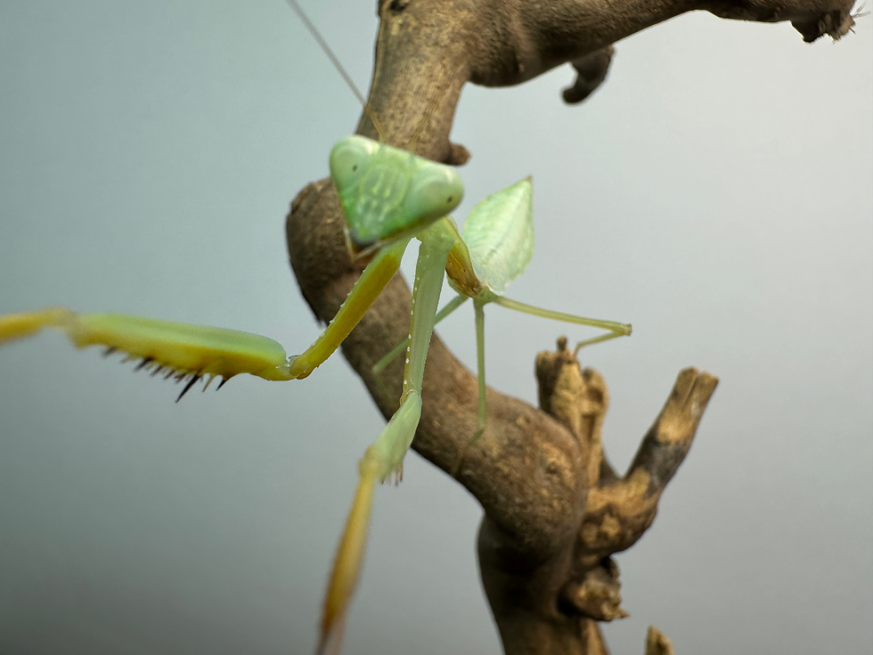 Thumbnail: Giant Asian Mantis (H. membranacea)