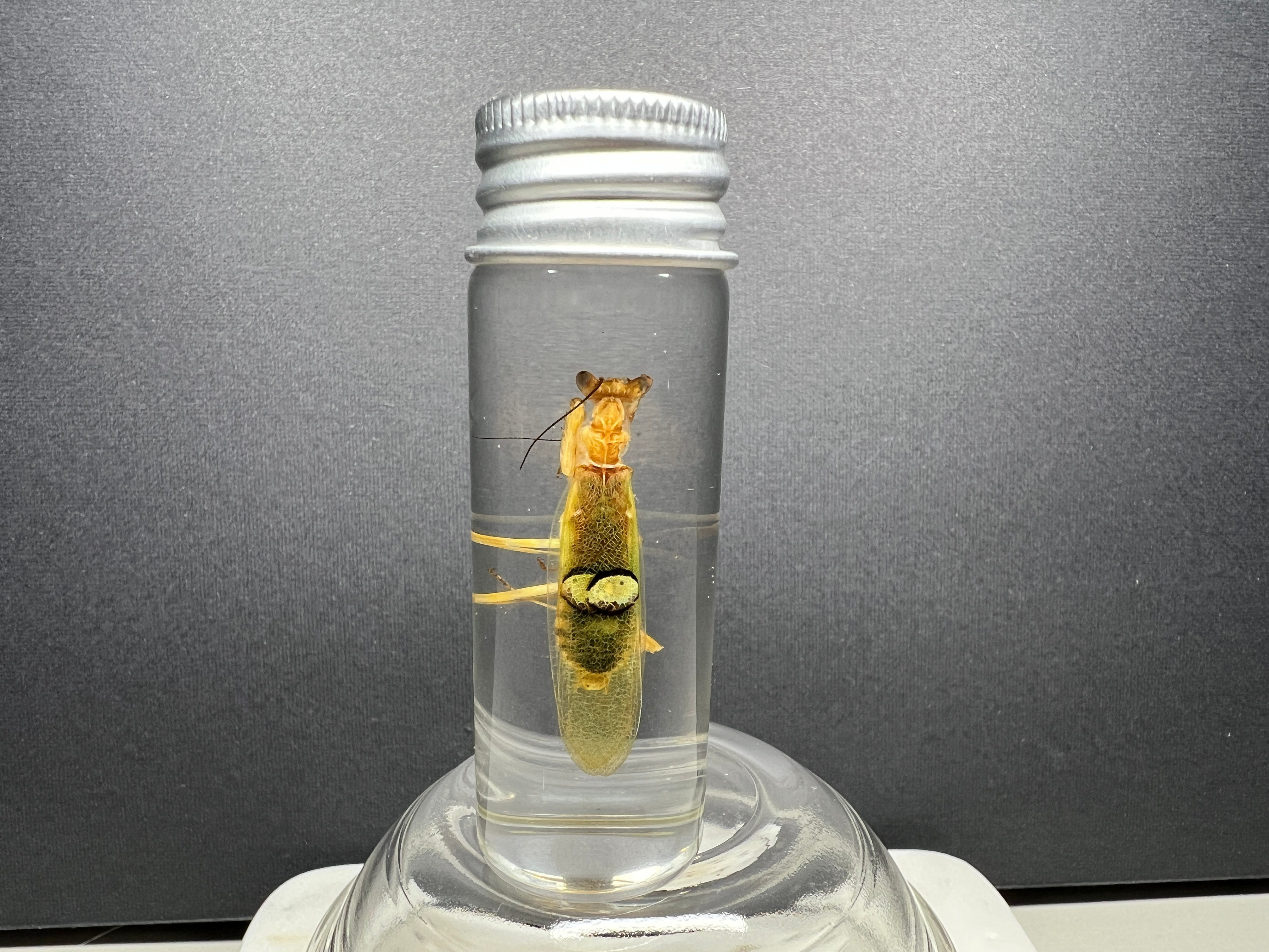 Apicalis Flower Mantis