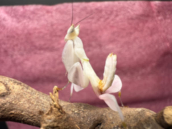 Orchid Mantis (H. coronatus)