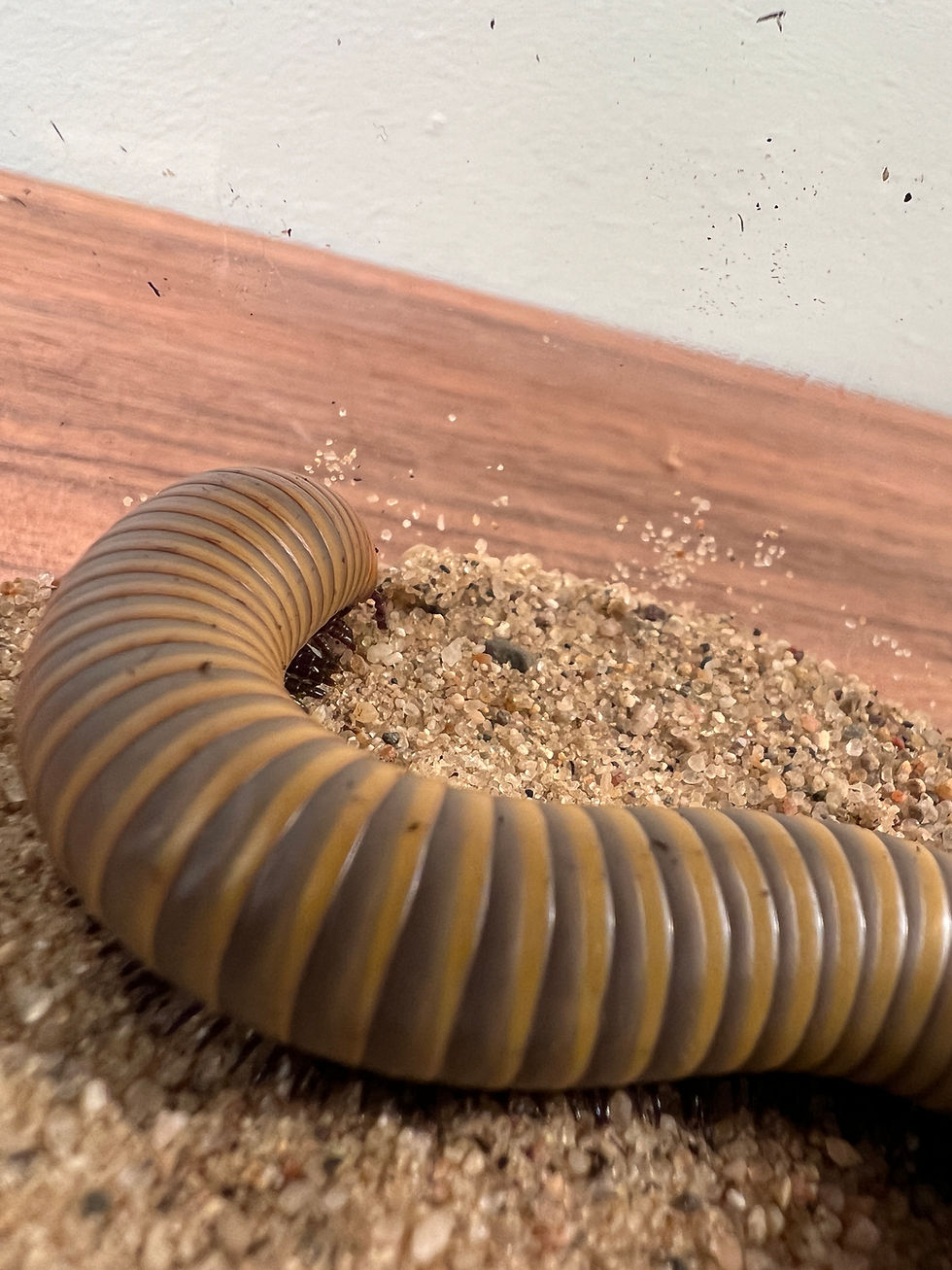 Thumbnail: Smokey Oak Millipede / Ghost Millipede (Narceus gordanus)