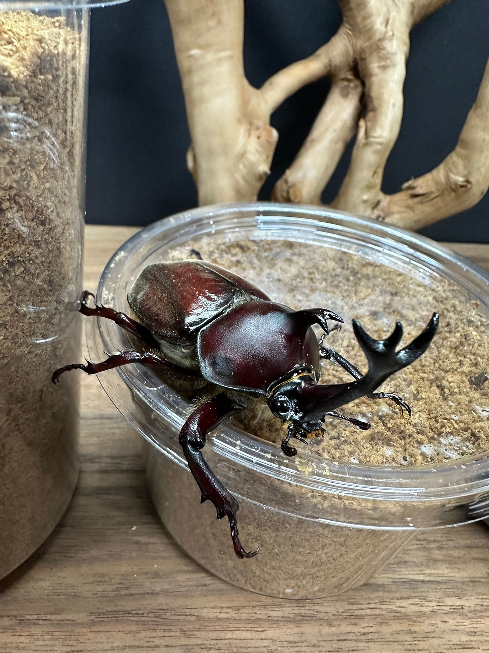 Thumbnail: Fermented Flake Soil (Beetle Larvae) 