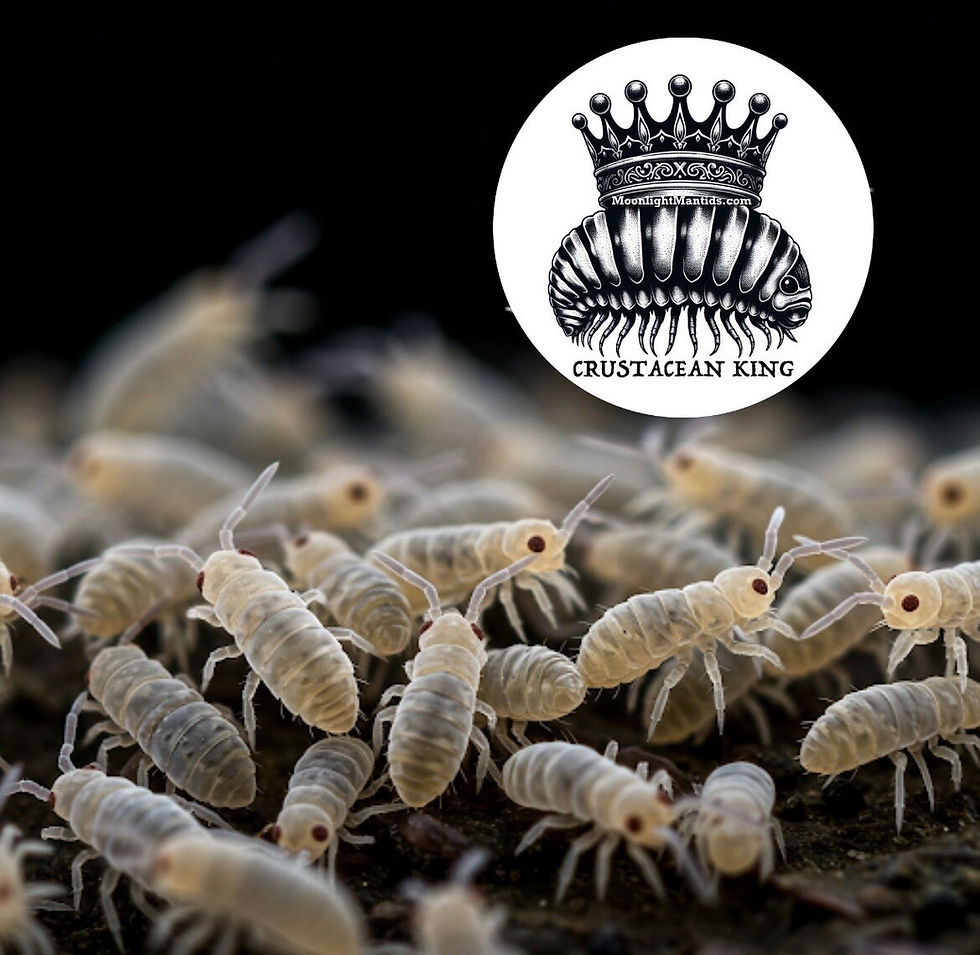Thumbnail: Tropical Pink Springtails (Coecobrya sp.)