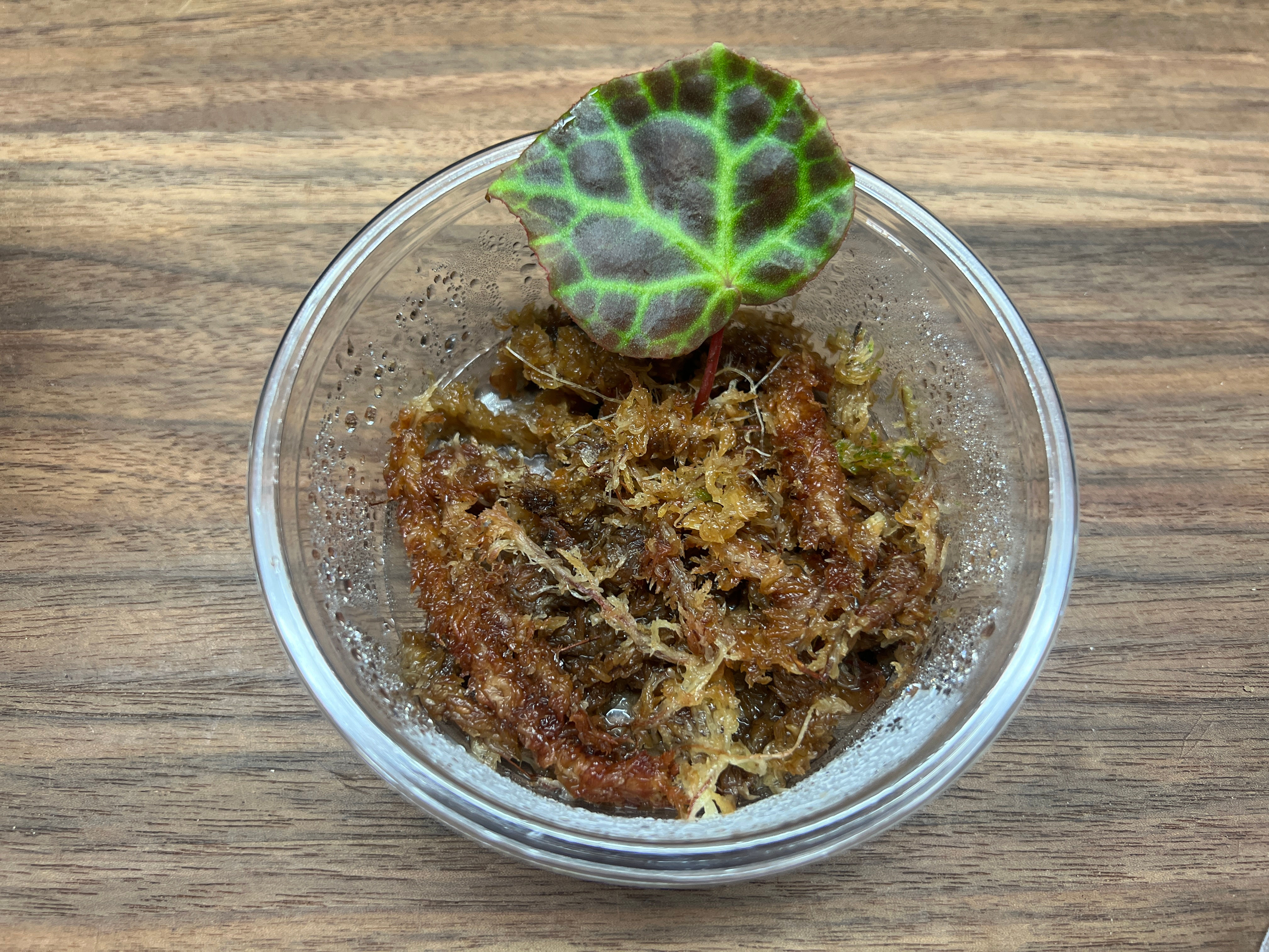 King Begonia (Begonia rajah)