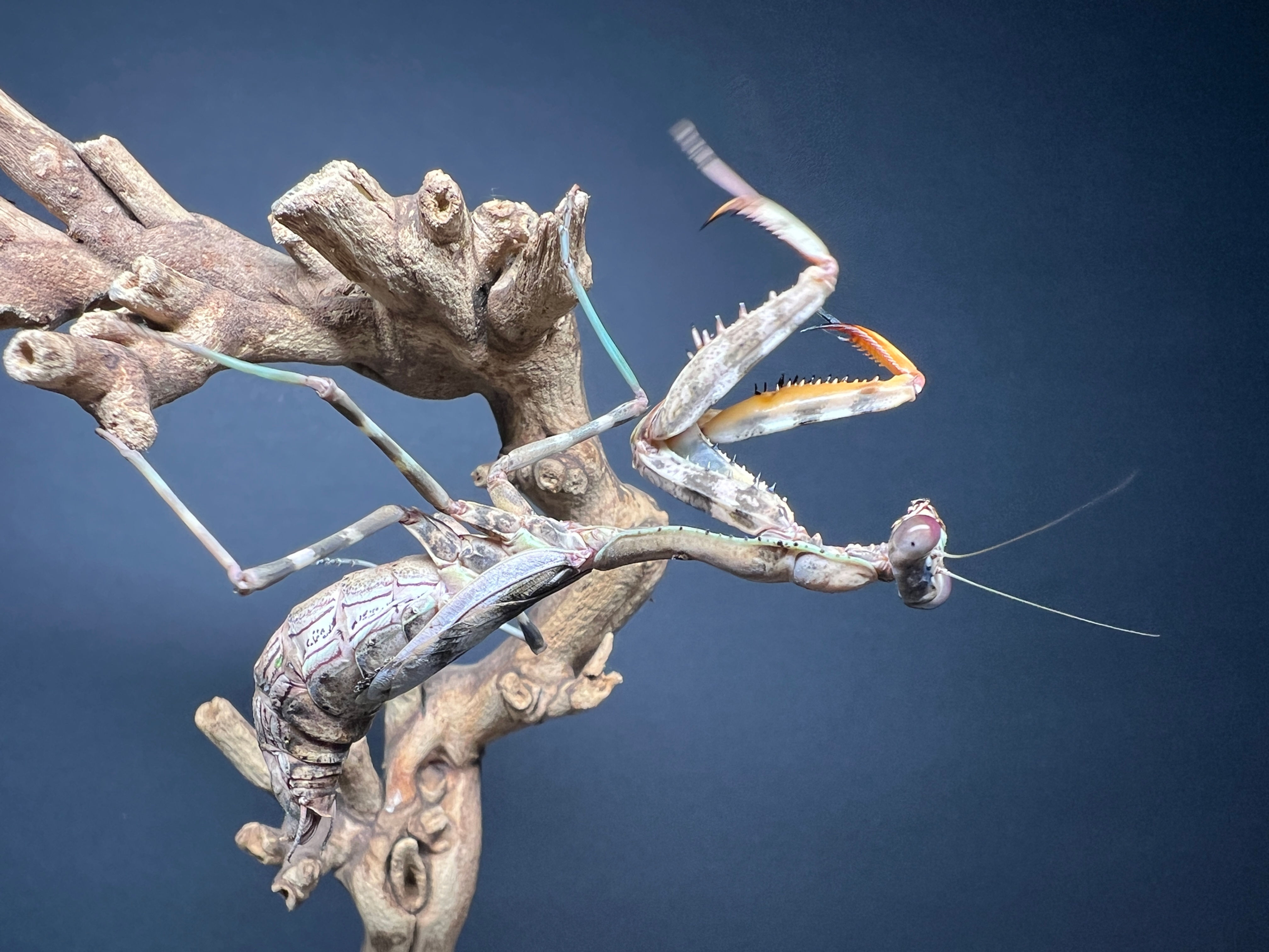 Budwing Mantis (P. agrionina)