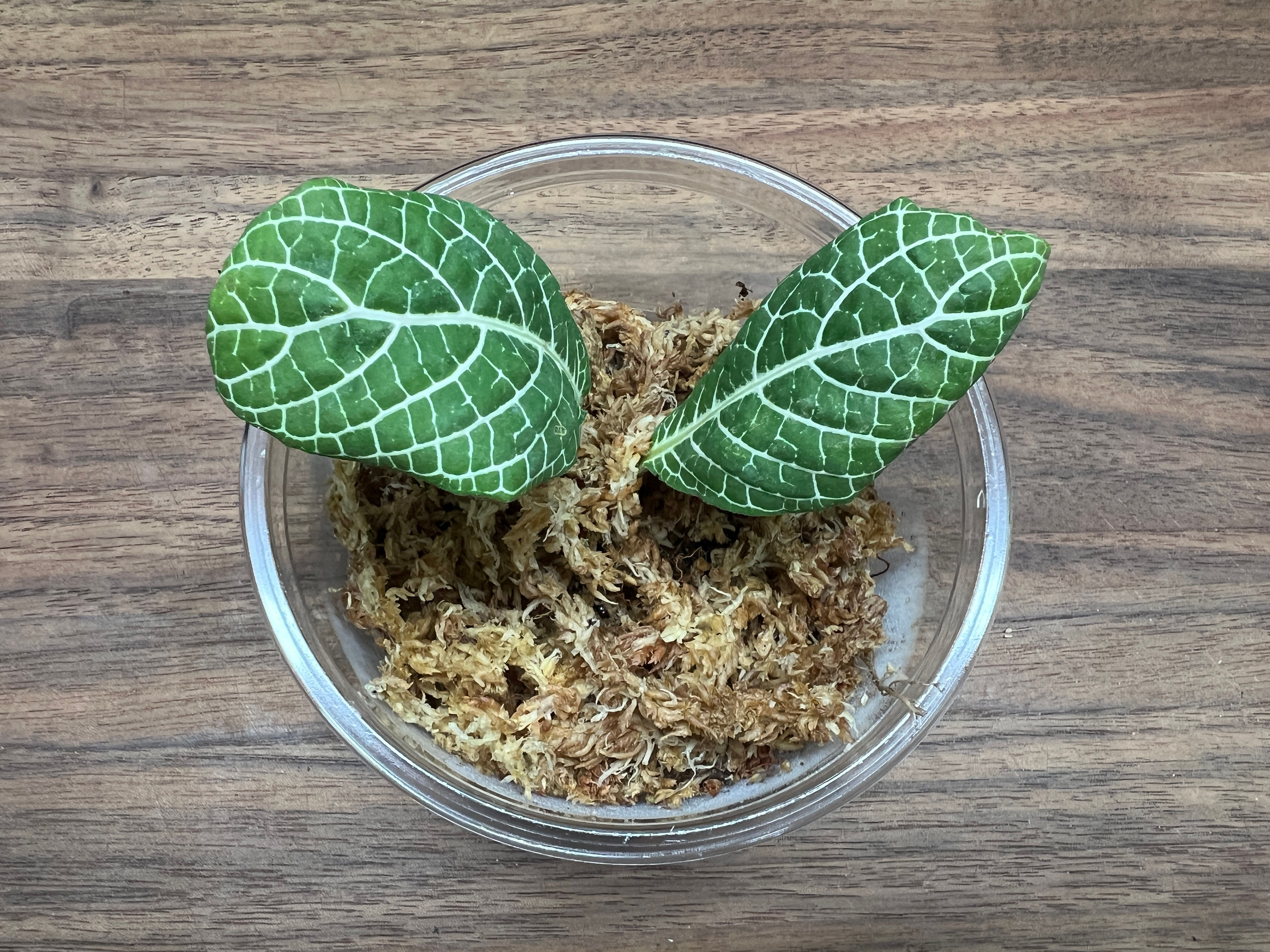 White Nerve Plant (Fittonia albivenis)