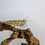 Thumbnail: Spiny Flower Mantis (P. wahlbergi)