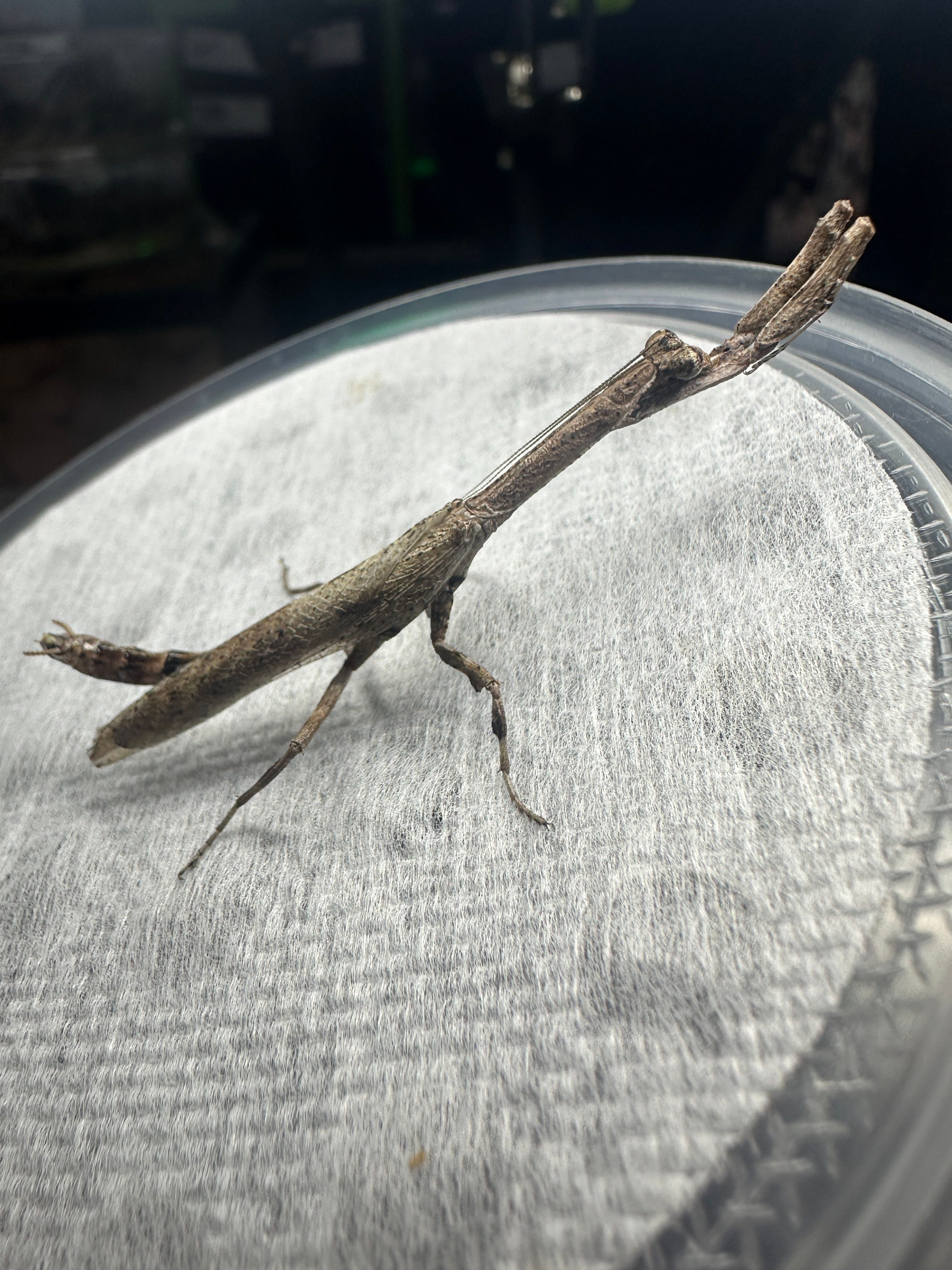 Twig Mantis (Popa spurca) 