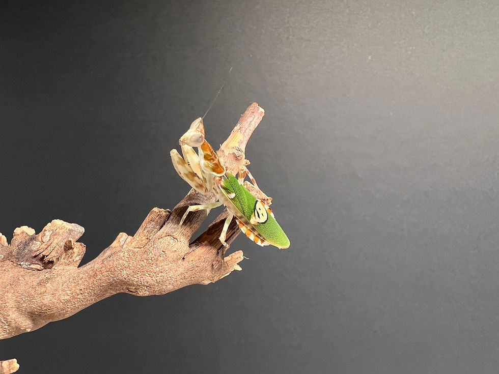 Thumbnail: Apicalis Flower Mantis (C. apicalis)