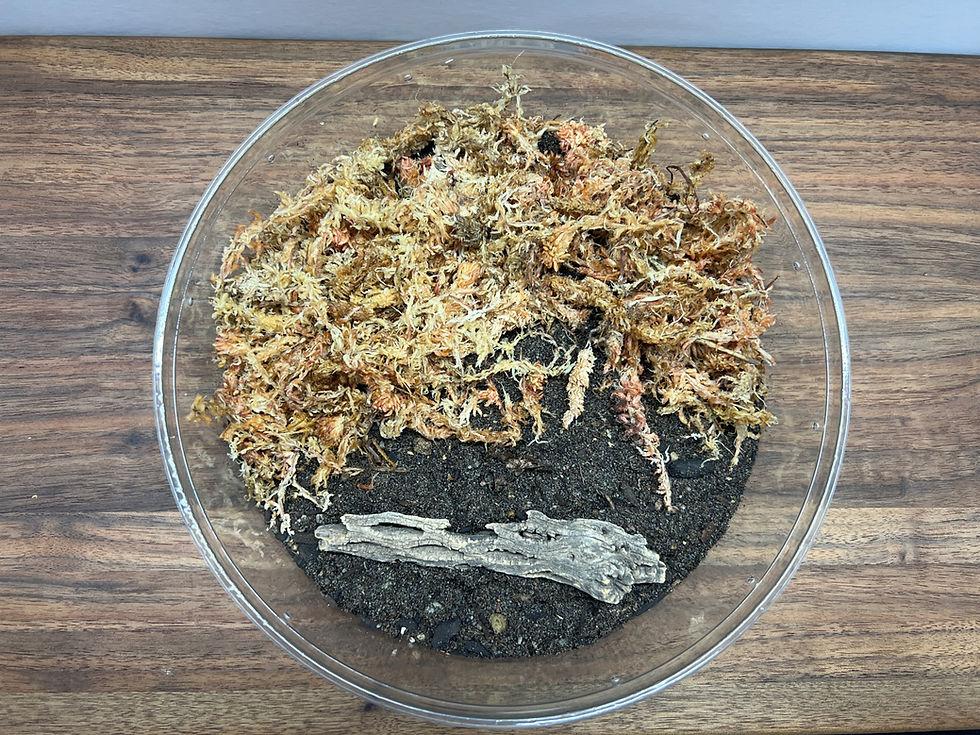 Thumbnail: Millipede Habitat Kit