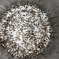 Thumbnail: Large Flightless Fruit Fly