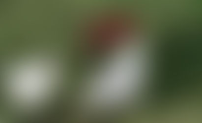 فُرغانِ سُرخ