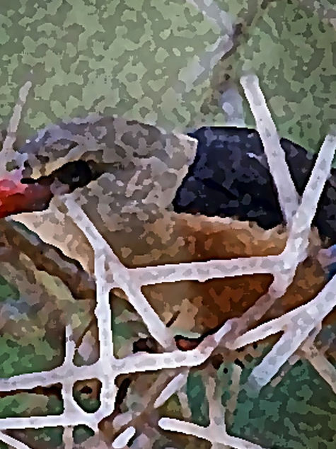 پرنده ی پاییز