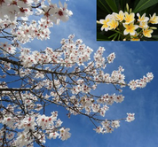 نیایش نوروزی