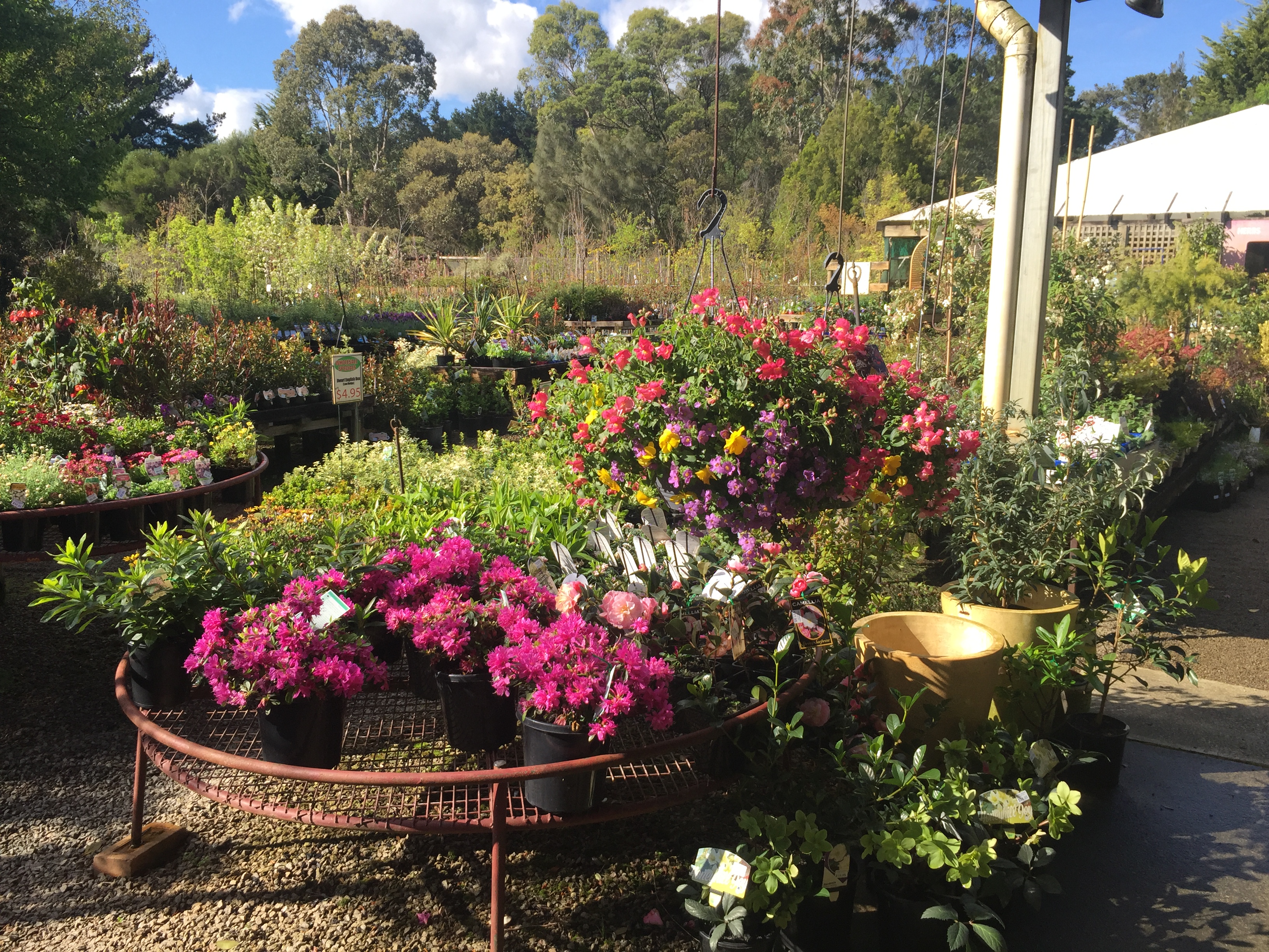 Bare Root Fruit Trees Wholesale Fruit Trees