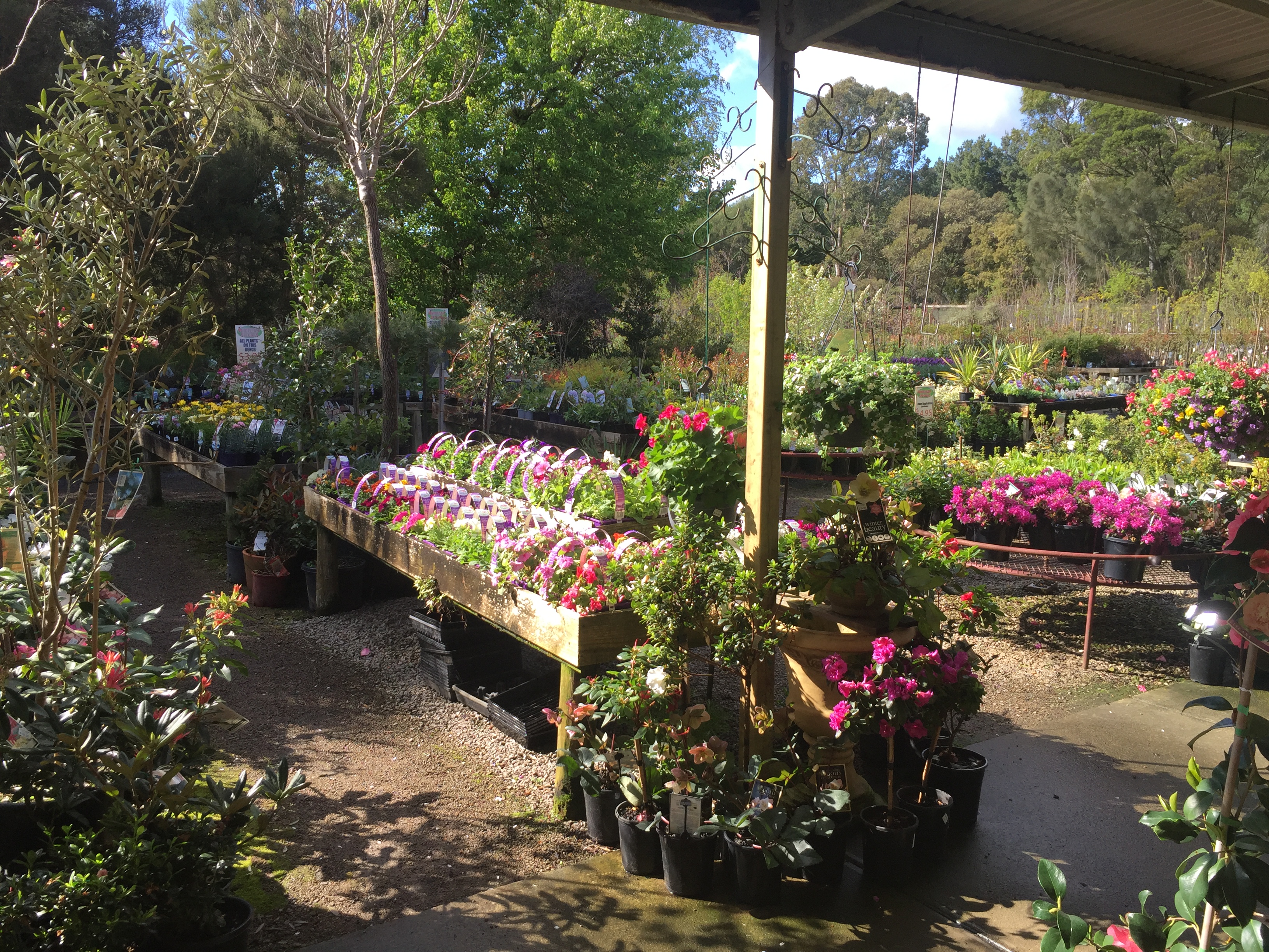 Bare Root Fruit Trees Wholesale Fruit Trees