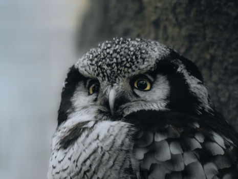 Northern Hawk Owl