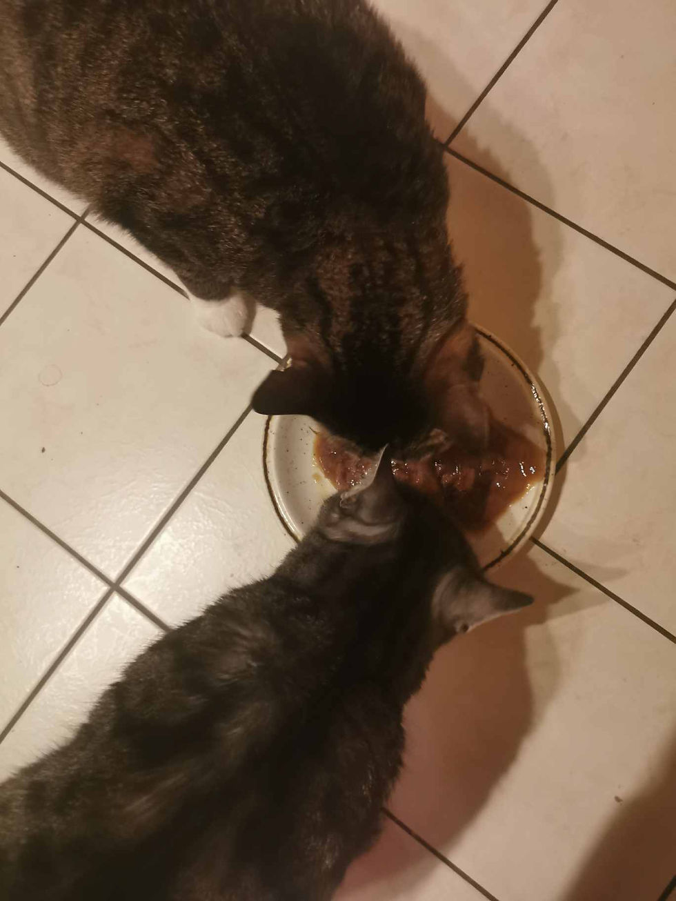 Erst die Löwenfütterung, dann der Tag. Bevor ich das Haus verlasse, müssen meine zwei Kater versorgt werden – und wie immer tun sie so, als hätten sie seit Tagen nichts mehr gefressen.