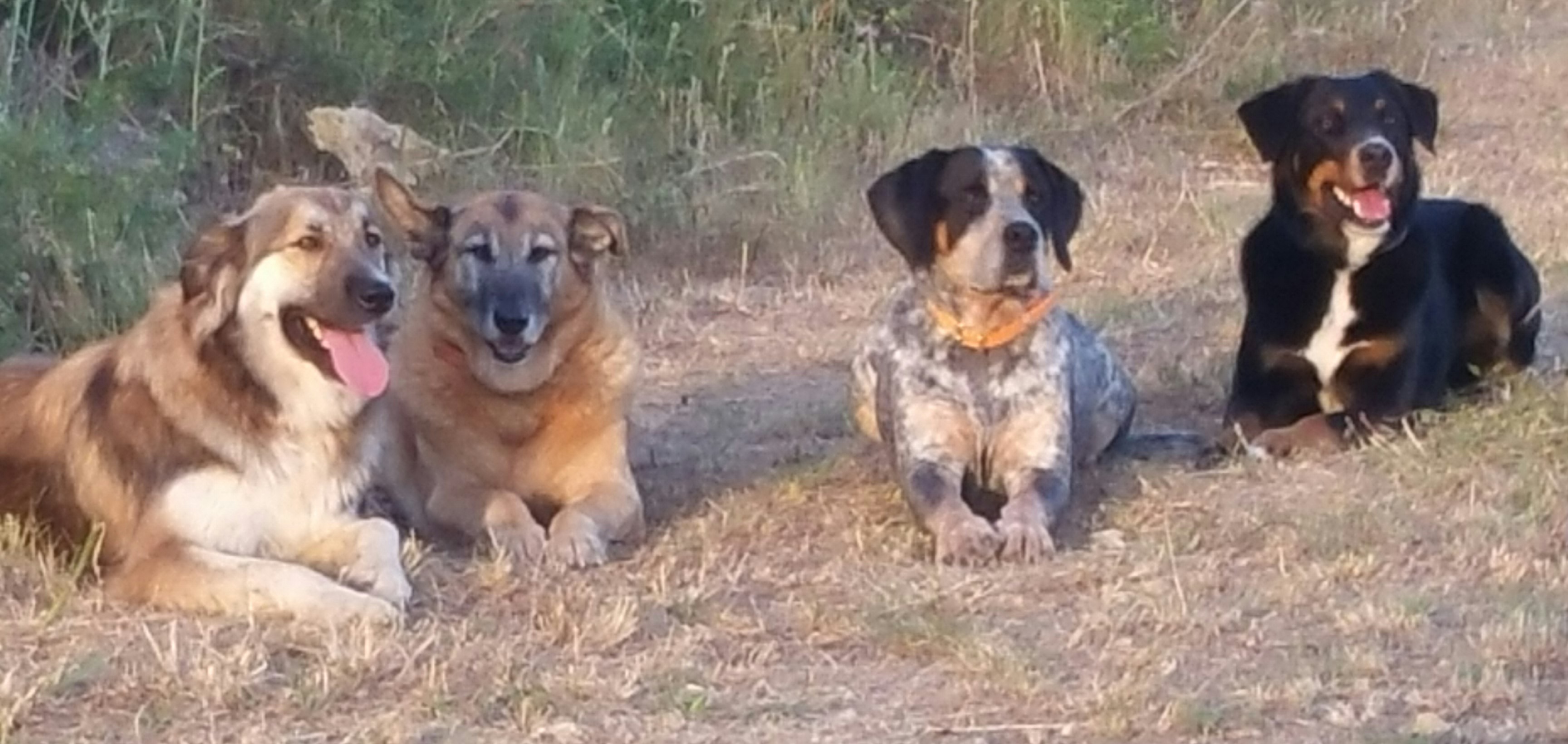 Des chiens attentifs...