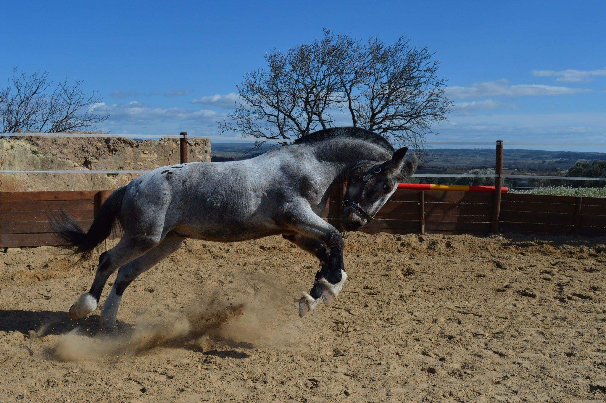 Des chevaux joyeux...