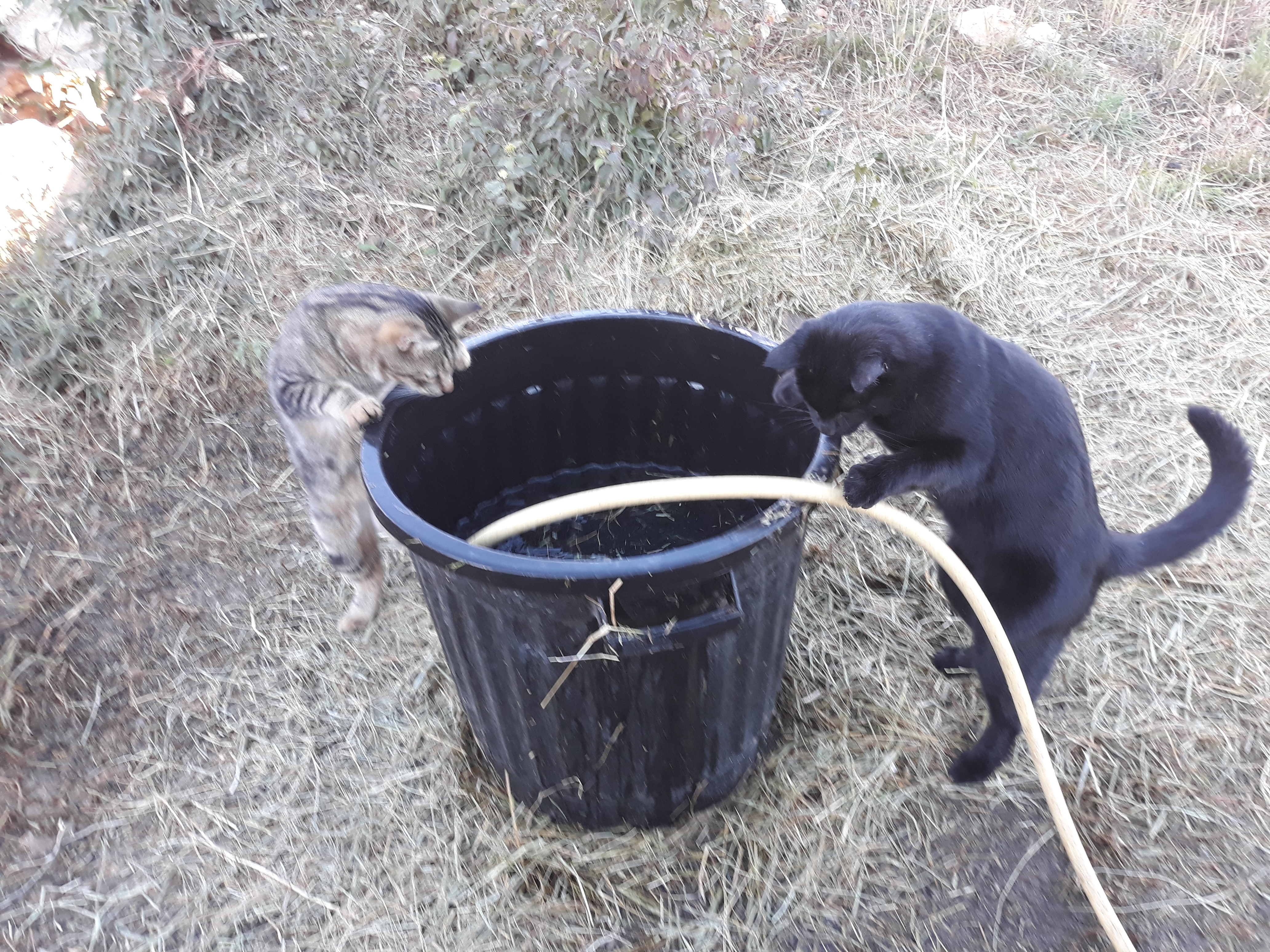 Des chats curieux.....