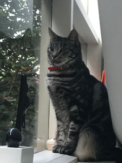 Suki at window