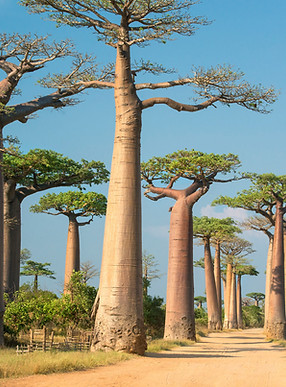 baobap.jpg