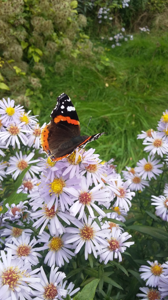 Sarah Kingham exhibition