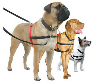 dog walking Chatswood, dog walking Epping, dog walking Gordon, dog walking Hornsby, dog walking Killara, dog walking Lindfield, dog walking Pymble, dog walking St Ives, dog walking Turramurra, dog walking Waitara, dog walking Warrawee, dog walking