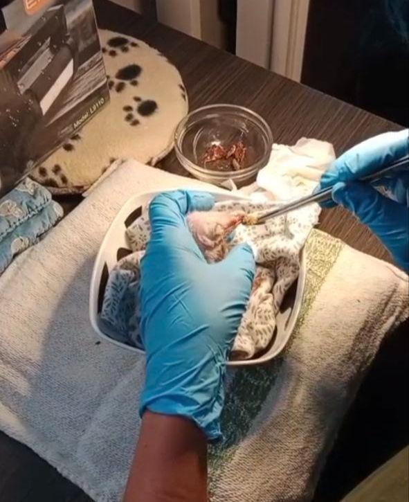 Nuevos pollos de Lechuza llegan a RASTREA