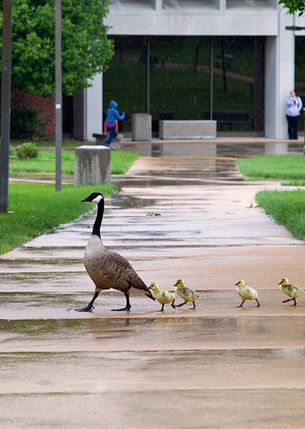 The True Mascot: UMSL Geese