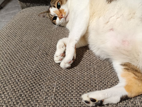 interlude with my cat (her name is Duck)