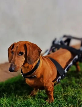 344860271_267487379040528_2000090951302142641_n (1)_edited.jpg