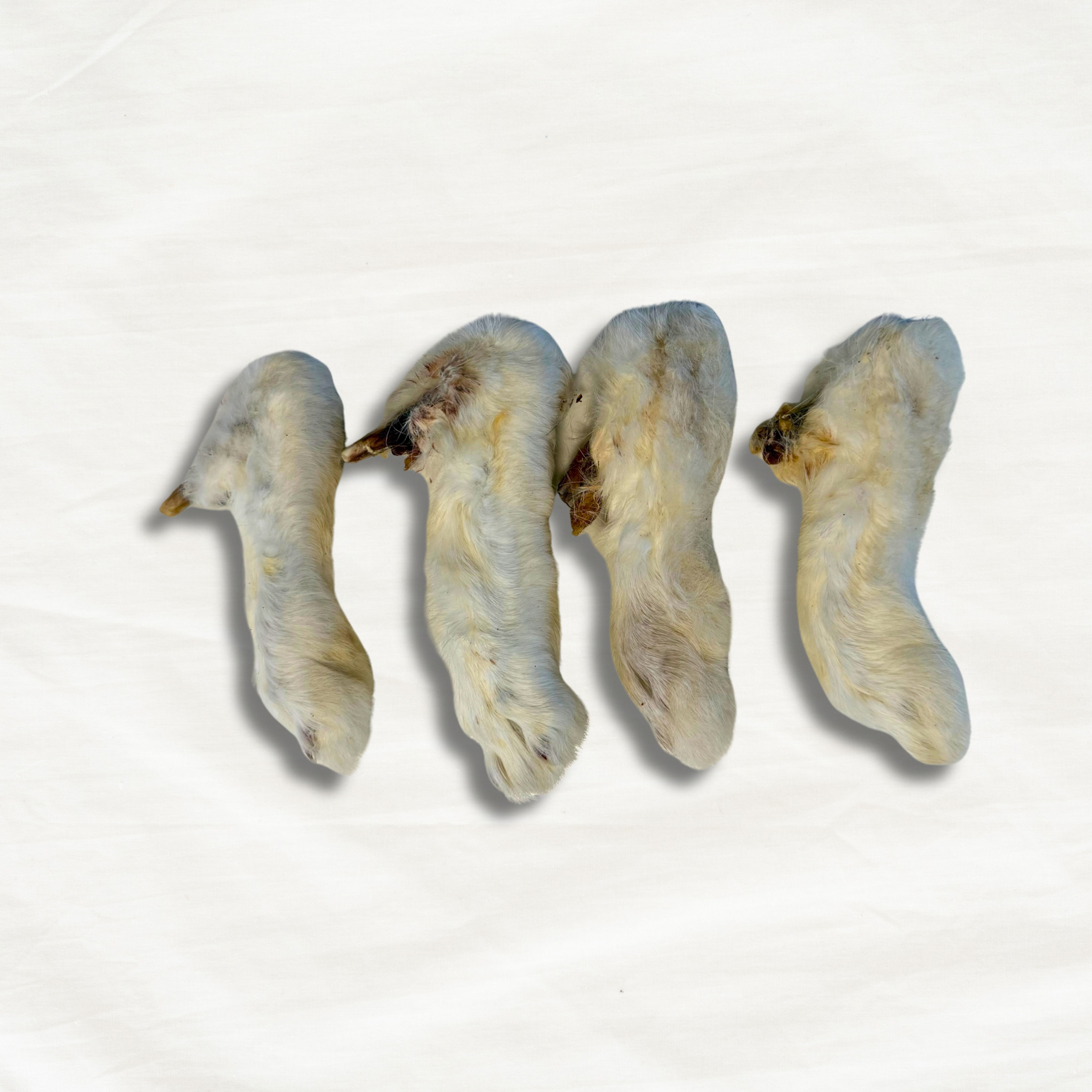 Hairy Rabbit Feet
