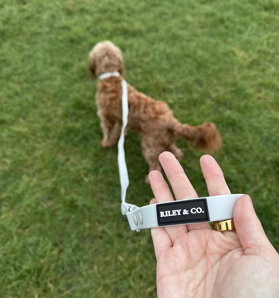 Thumbnail: Riley & Co. Explorer Collar and Lead Set