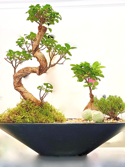 Architectural Bonsai