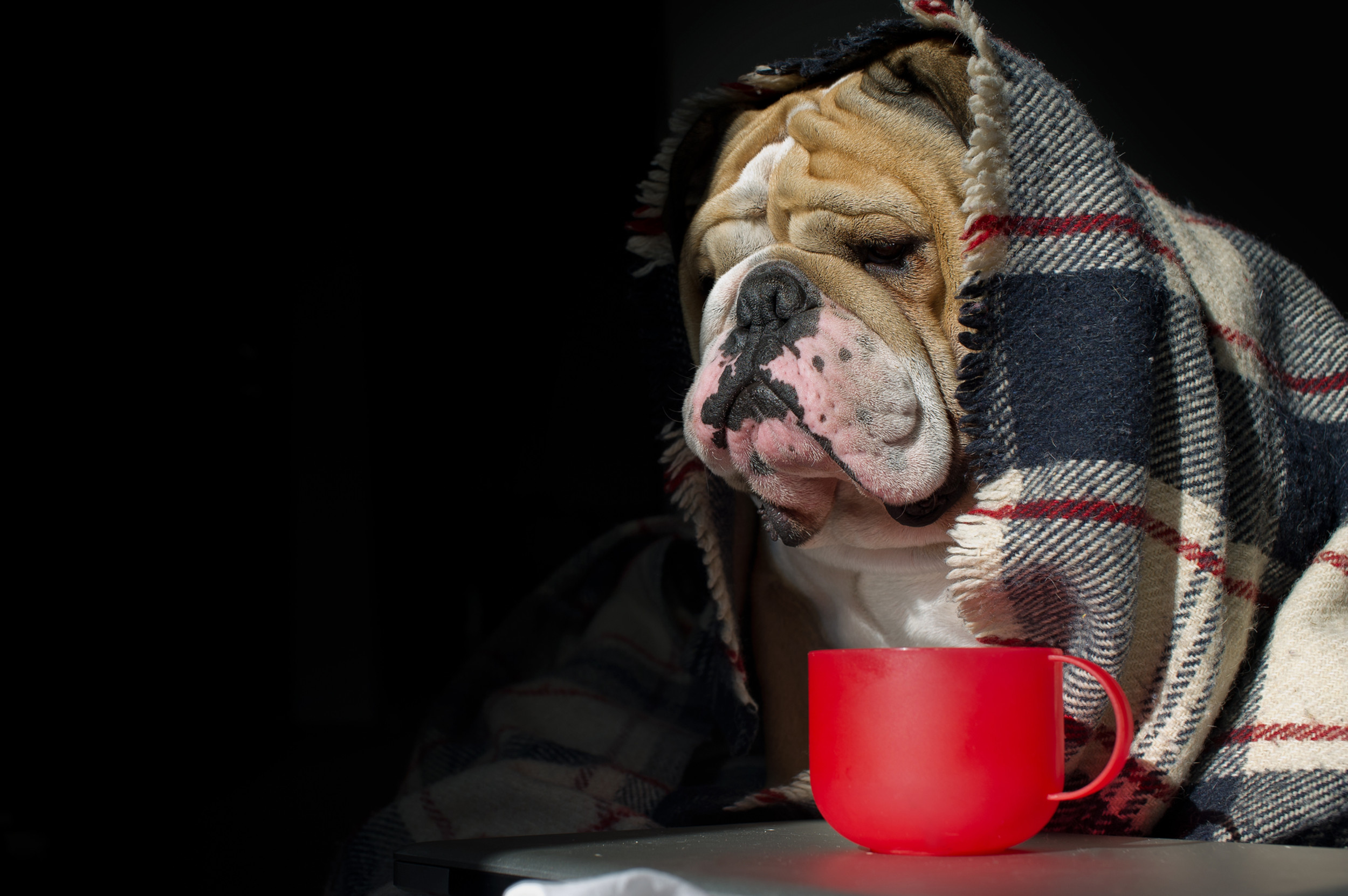 Medical Care Urban Tails AtHome Veterinary Care CO