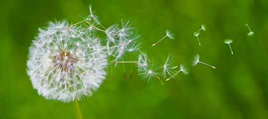 Dandelion pic main_edited_edited.jpg