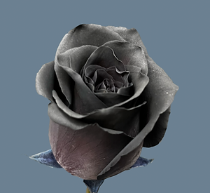 Single black rose